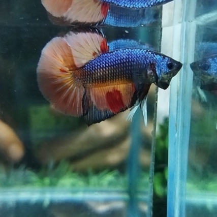 IKAN CUPANG HMPK BESGEL/BESTER 100% REALPICT (KODE AC5)