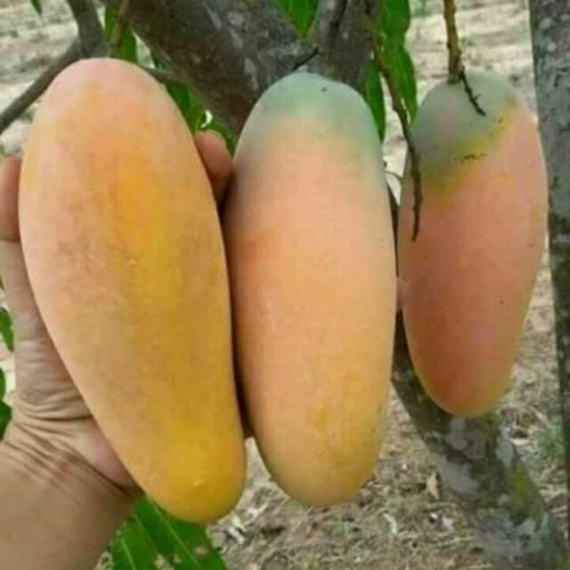 BIBIT MANGGA CHOKANAN ASLI PERTANIAN