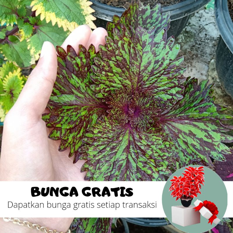 BUNGA MIANA / MIANA STEK / MIANA HIDUP / BUNGA HIDUP / MIANA MURAH / MIANA PREMIUM / BIBIT MIANA