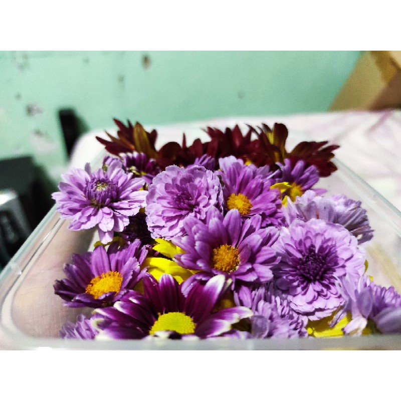 

Edible Flower Krisan / Chrysantemum