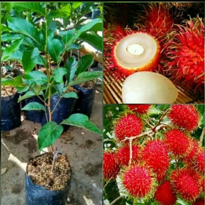 bibit pohon rambutan binjai bibit pohon rambutan binjai