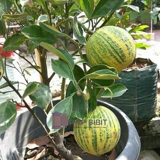 tanaman bibit buah jeruk Sunkist varigata