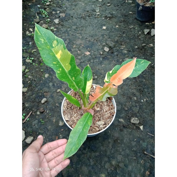 philodendron ring of fire varigata