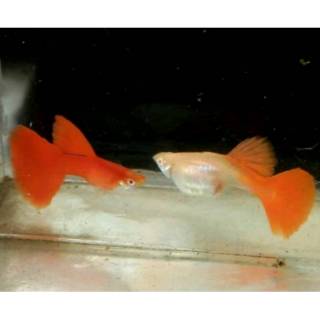 72+ Gambar Hewan Ikan Peyang Gratis Terbaru