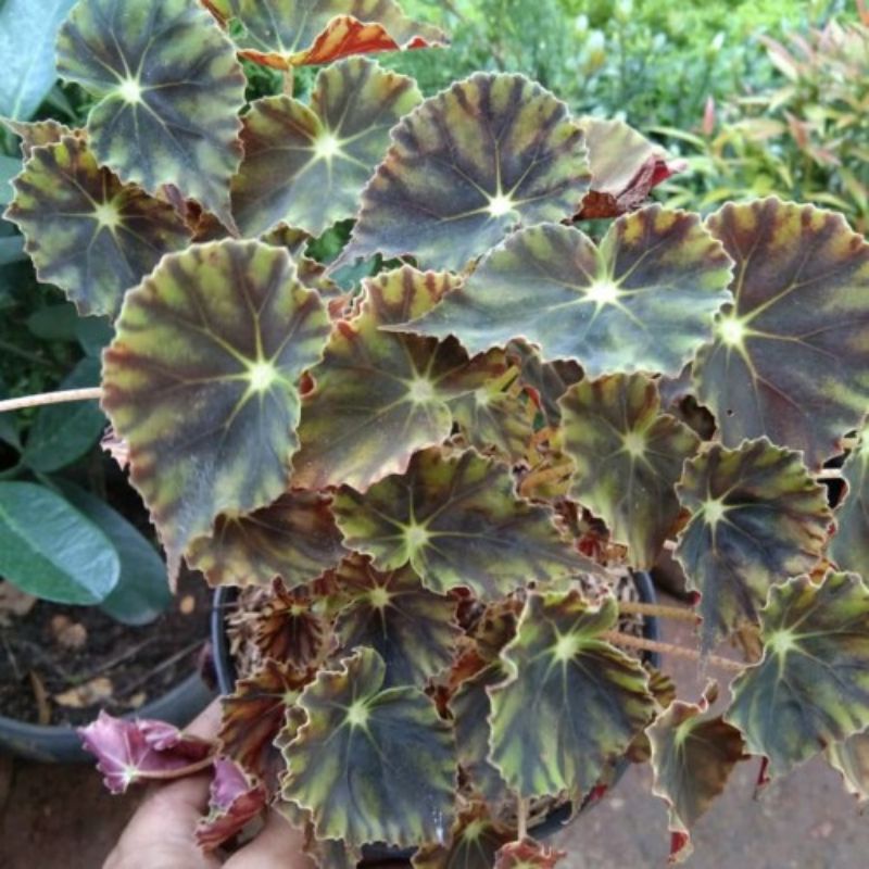 Tanaman Begonia Kerang / Pohon Begonia / Tanaman Gantung
