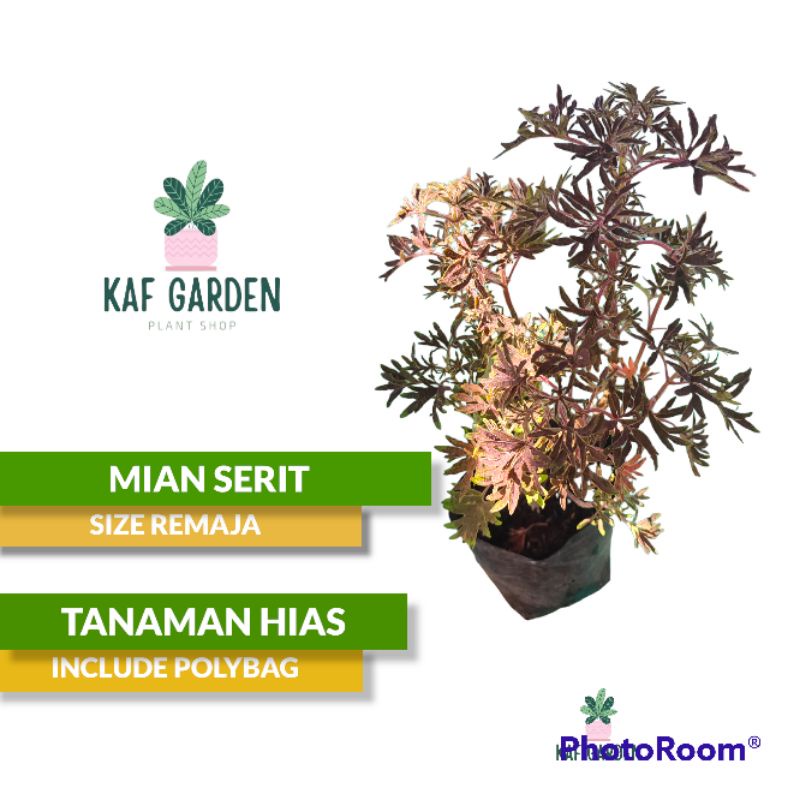 Jual Miana Serit Tanaman Hias Miyana Unik Hias Taman Outdor Tanaman Kuat Panas Shopee Indonesia