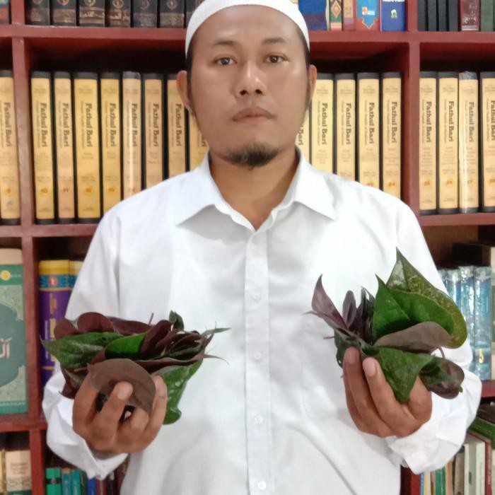 

DASYAT SIRIH MERAH SEGAR - DAUN MUDA !