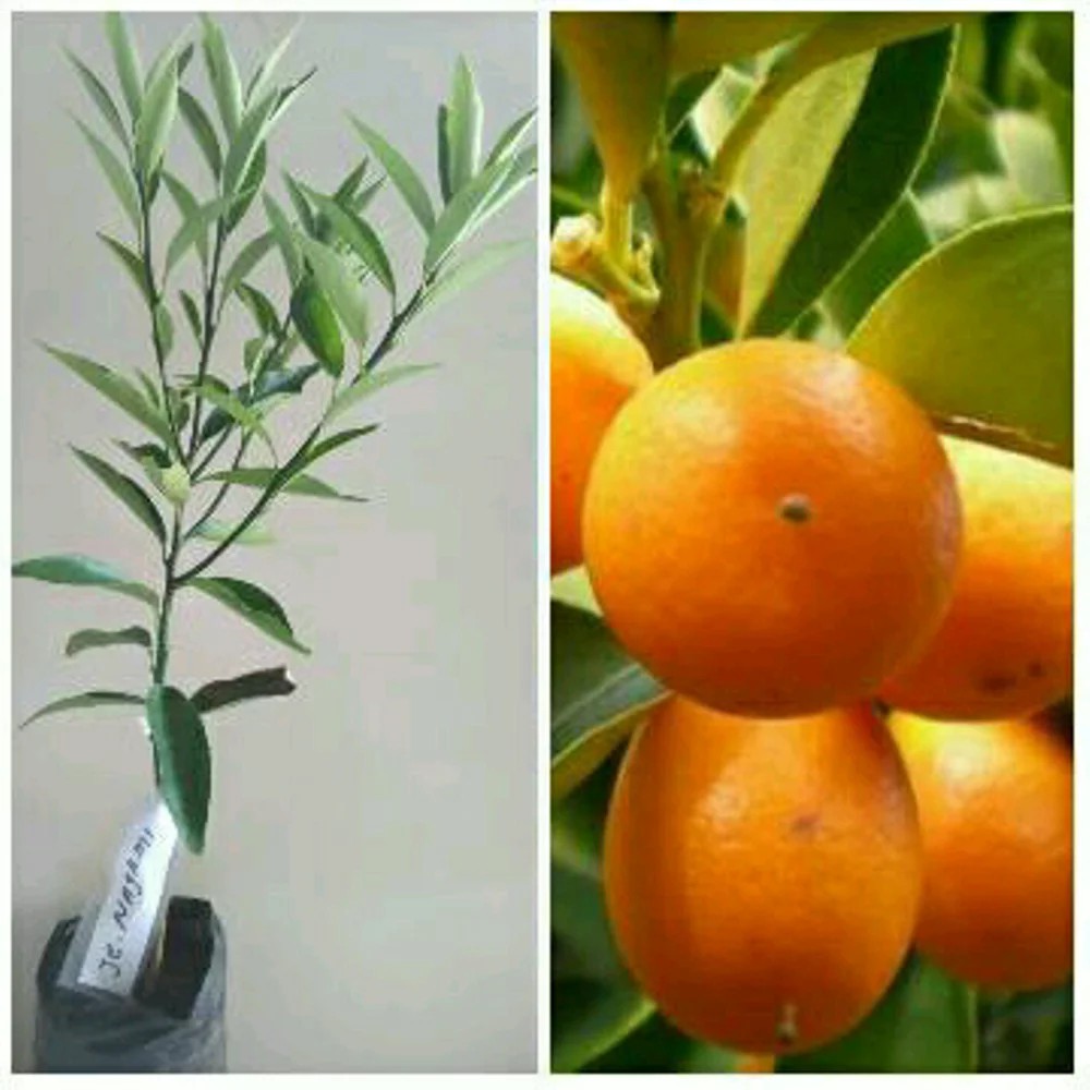 Jeruk Nagami berbuah