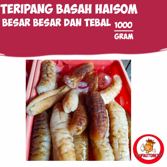 teripang basah haisom 500gr besar besar