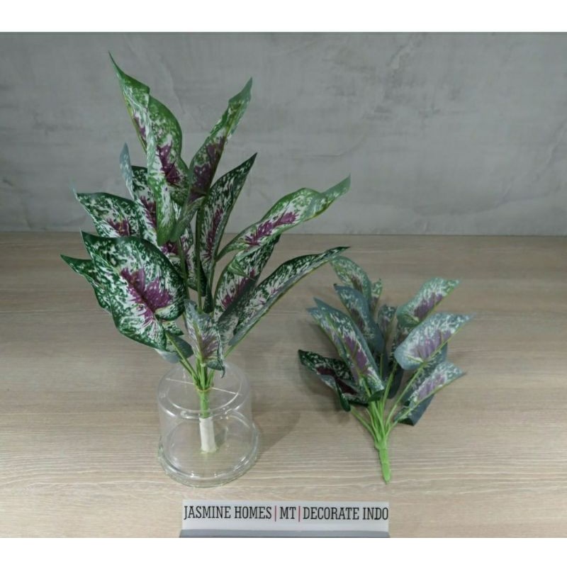 daun keladi merah hijau