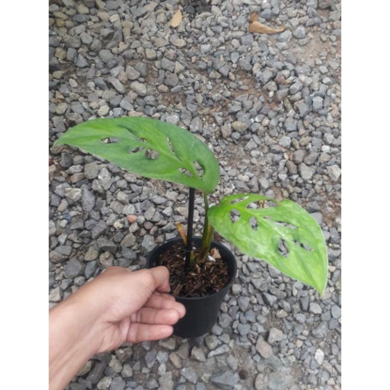Monstera esqueleto