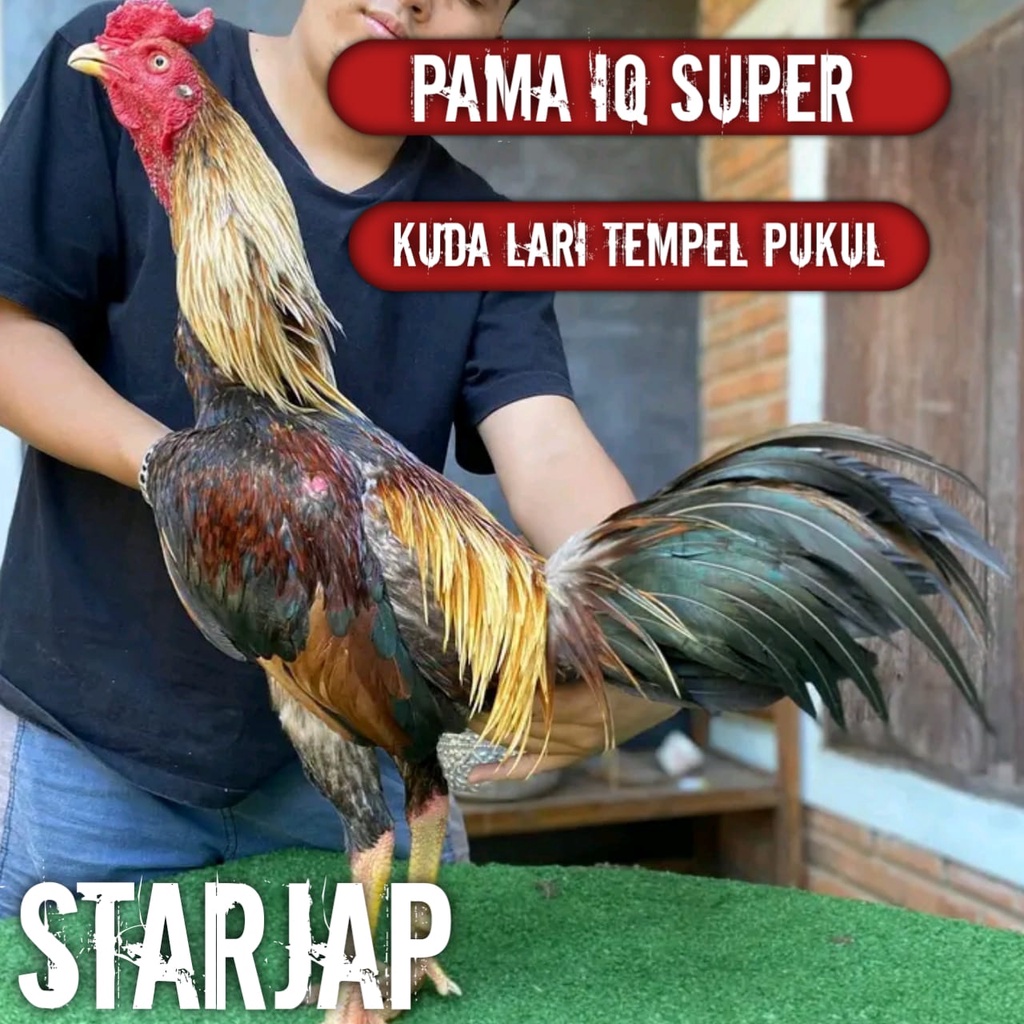 ayam bangkok pama jalak gading asli super jalu telur tetas perbutir