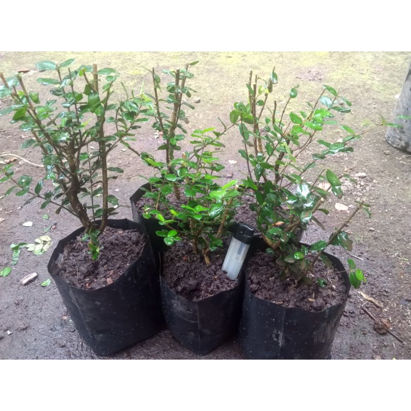Bahan Bonsai Mirten Duri