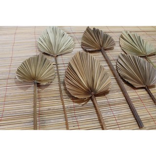 DAUN PALEM DAUN PALM UKURAN KECIL DEKORASI RUSTIC DAUN PALEM DAUN PALM UKURAN KECIL DEKORASI RUSTIC