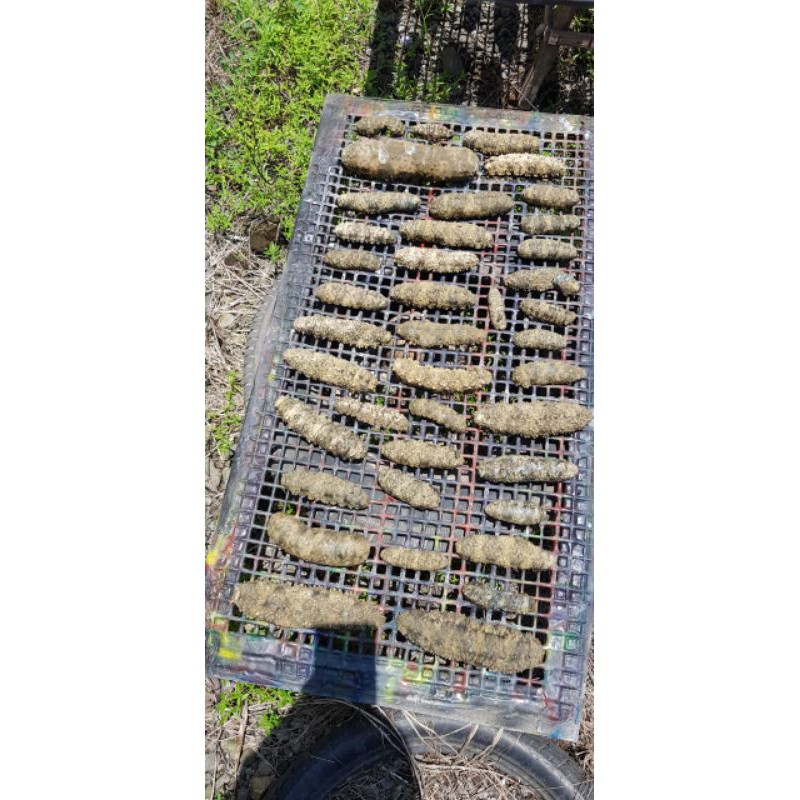 TRIPANG GAMAT / SEA CUCUMBER KEKERINGAN 100%