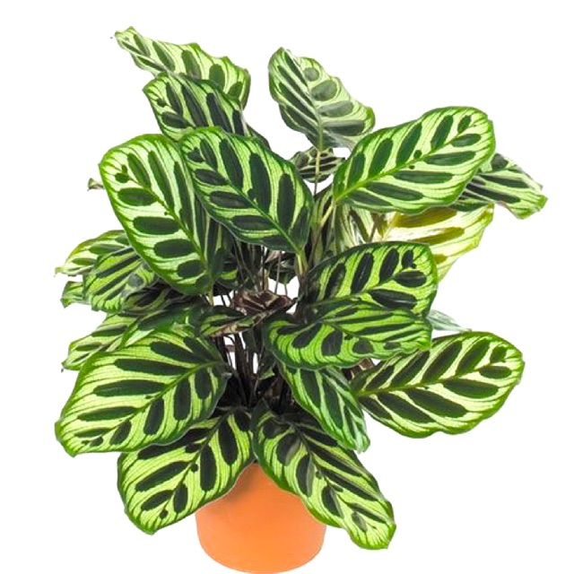 Tanaman hias calathea makoyana maranta macan | Shopee