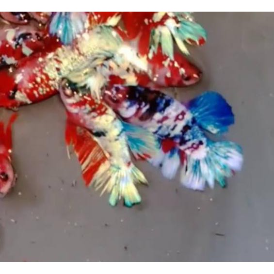 Cod Ikan Cupang Koi Galaxy Multicolor Terbaru Shopee Indonesia