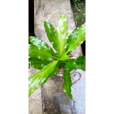 echinodorus major marti'i full air