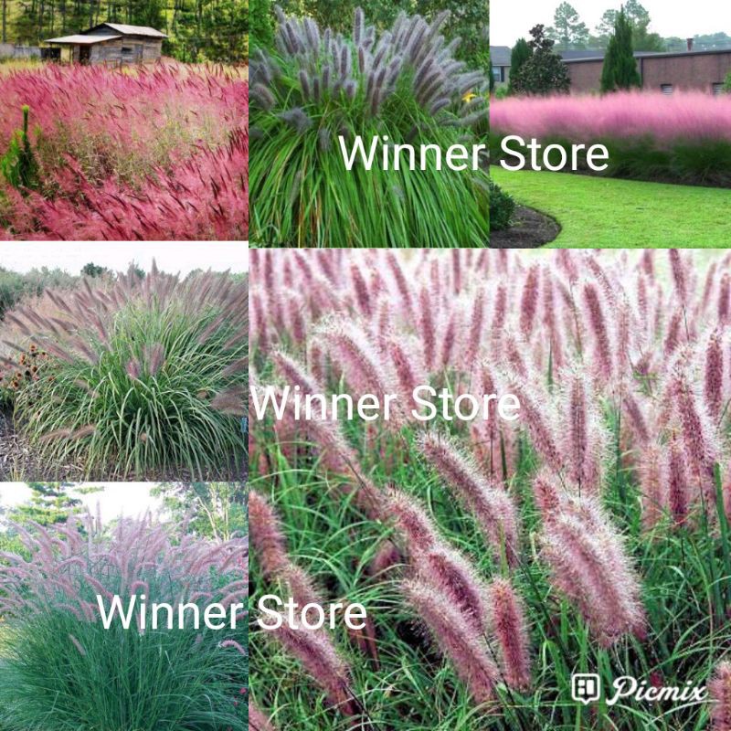 Bibit Benih Rumput Ekor Kucing Merah (100 Butir)