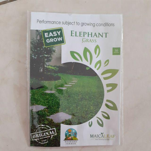 Benih Rumput Gajah Kemasan Maica Leaf