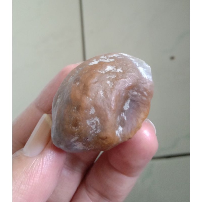 Kemiri Adu Muncang Adu Jayanti Induk Ori Khusus Kojo