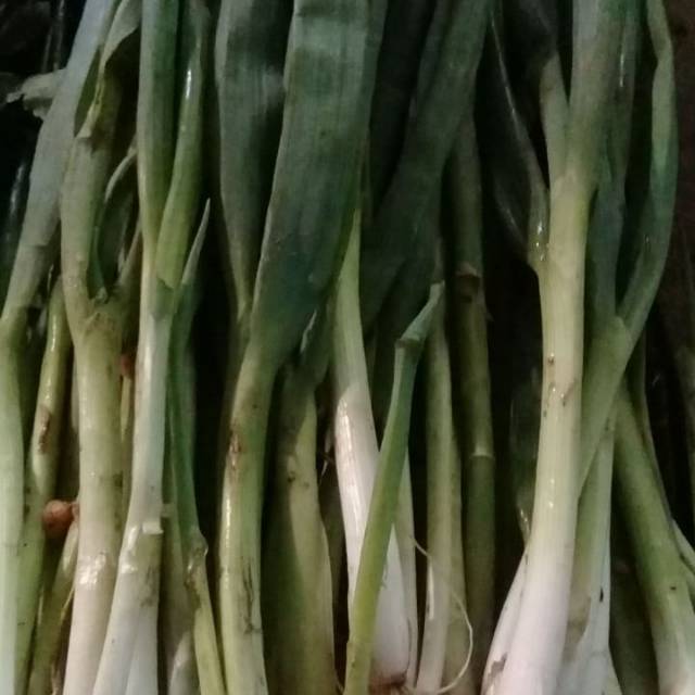 

DAUN BAWANG