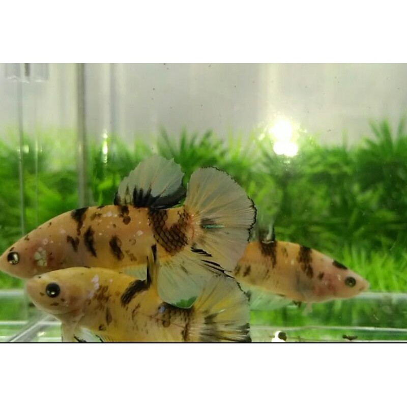 cupang yellow koi