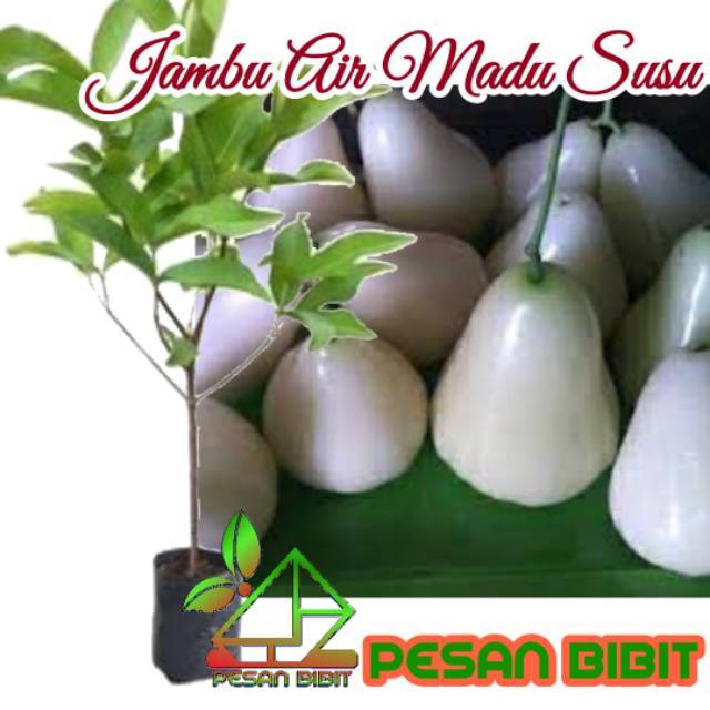 BIBIT JAMBU AIR MADU SUSU