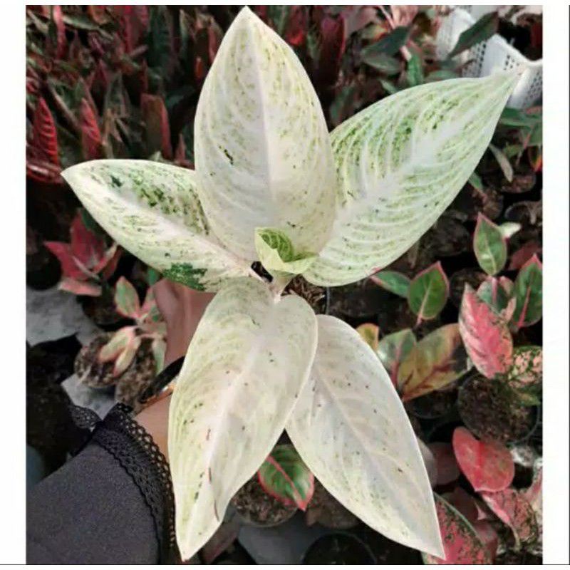 promo bibit aglonema legacy salju daun1-3