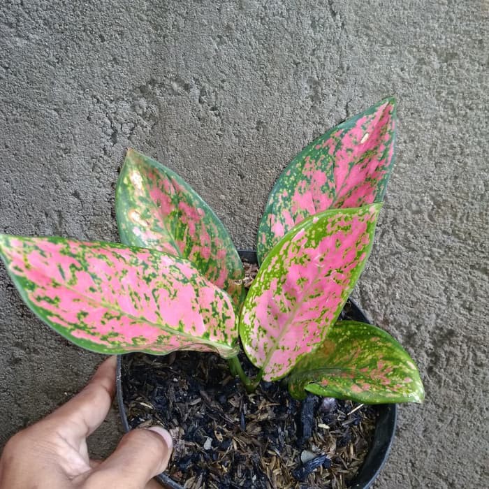 Tanaman Aglonema Venus | Bibit Tanaman aglonema | Aglo