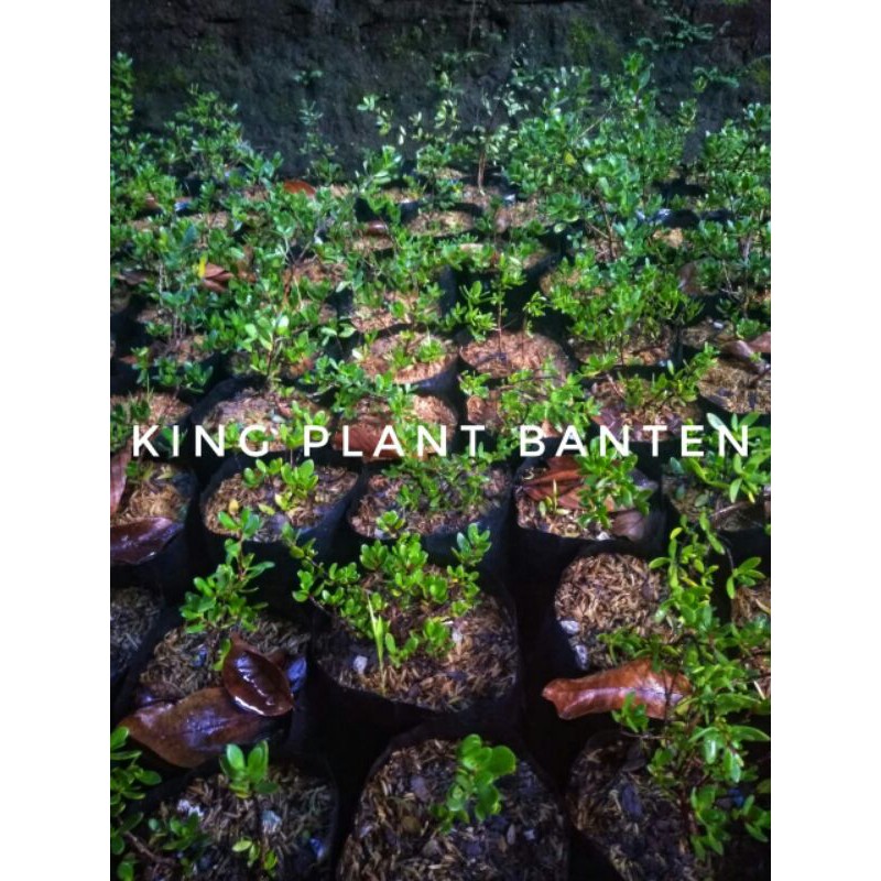 TERMURAH Bibit Tanaman Santigi Karang Varian Mawar