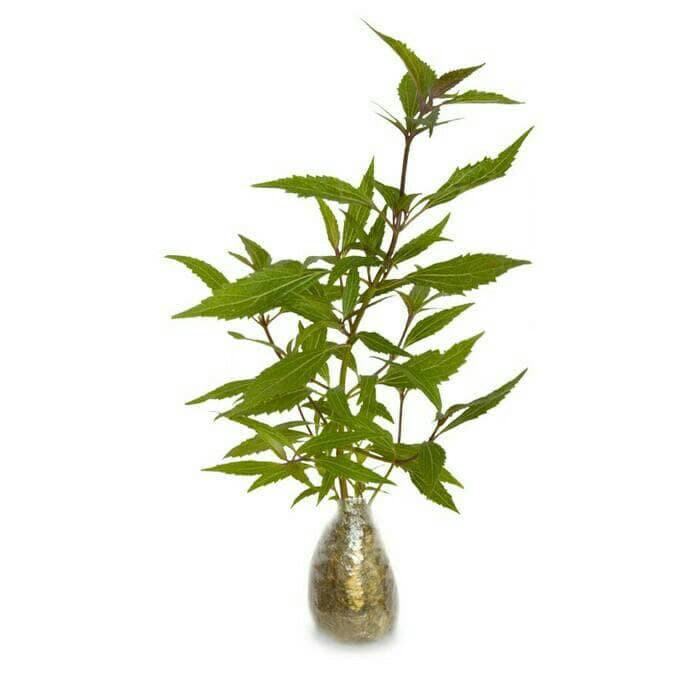 

tanaman herbal urang aring