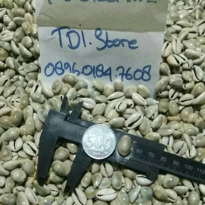 

Langsung Order Biji Congklak kerang asli isi 50 biji perbungkus Diskon