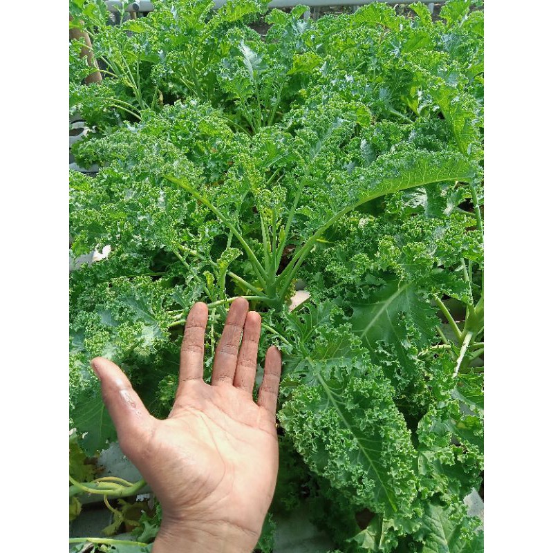 

kale curly 250 gram