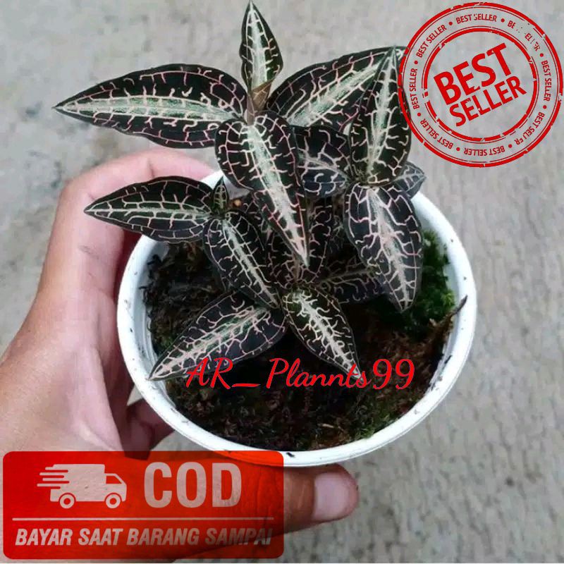 Anggrek mini jewel Orchid godyera snakes - Anggrek mutiara daun lancip