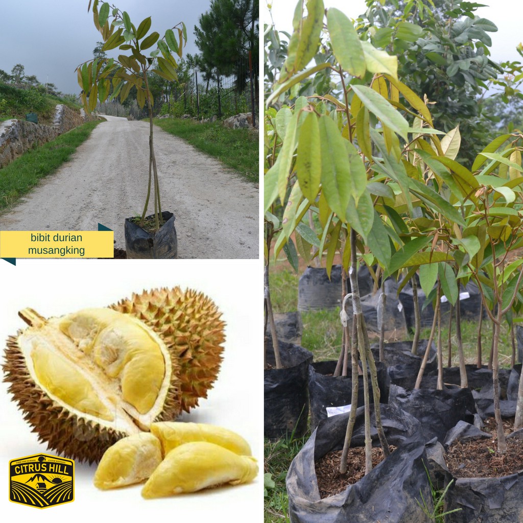 Durian Musangking