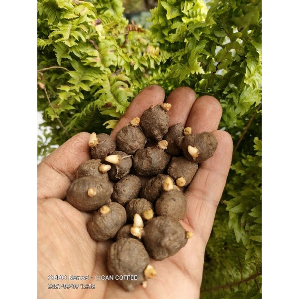 KATAK PORANG | BIBIT PORANG SUPER ISI 200-300