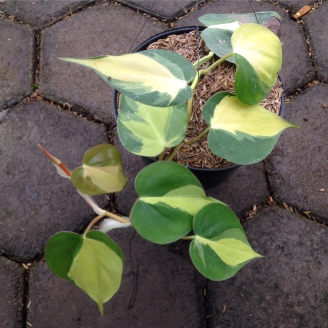 Philodendron brazil/sirih brazil