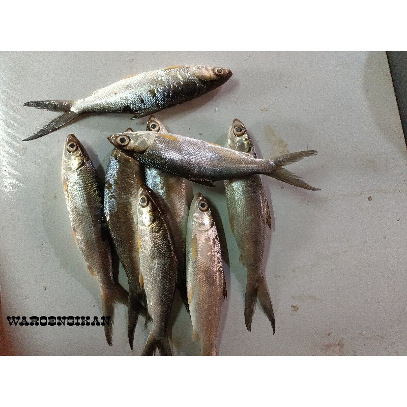 

ikan bandeng segar 1kg siz 5-6 ekor