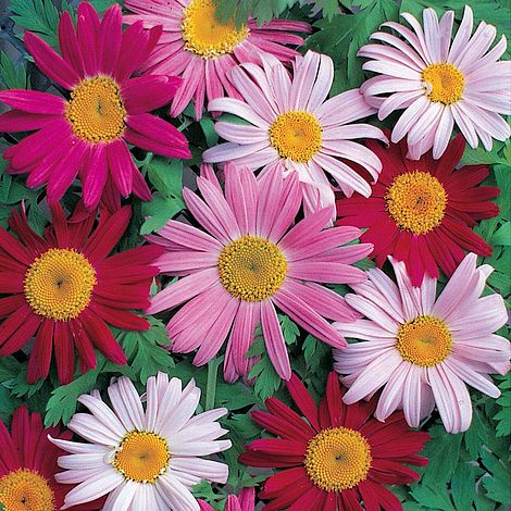 Benih Bibit Biji - Bunga Pyrethrum Single Mixed Flower Seeds - IMPORT