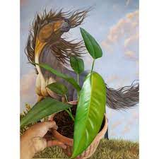 rhaphidophora gigantea