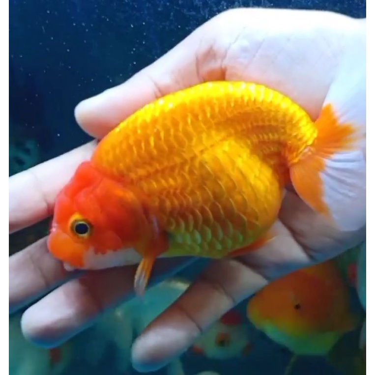 Ikan Hias Goldfish Mas Koki Ranchu Jumbo XXL Aquarium