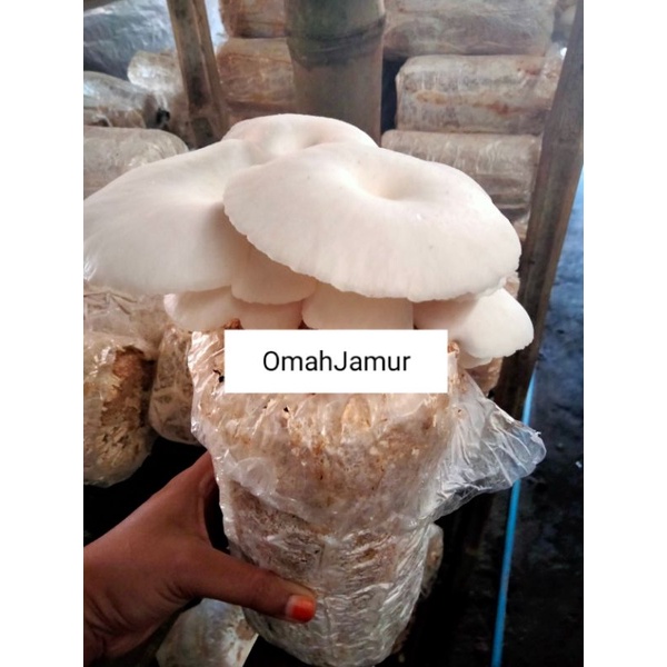 bibit jamur tiram /media tanam jamur /baglog jamur
