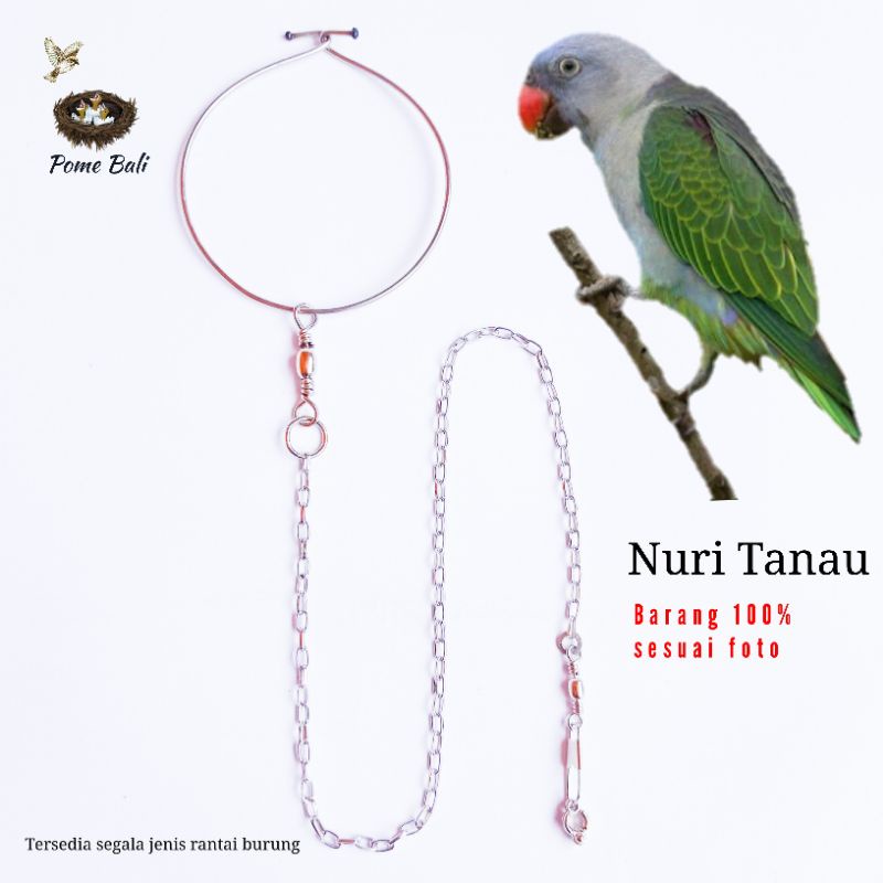 Rantai Burung Nuri Tanau