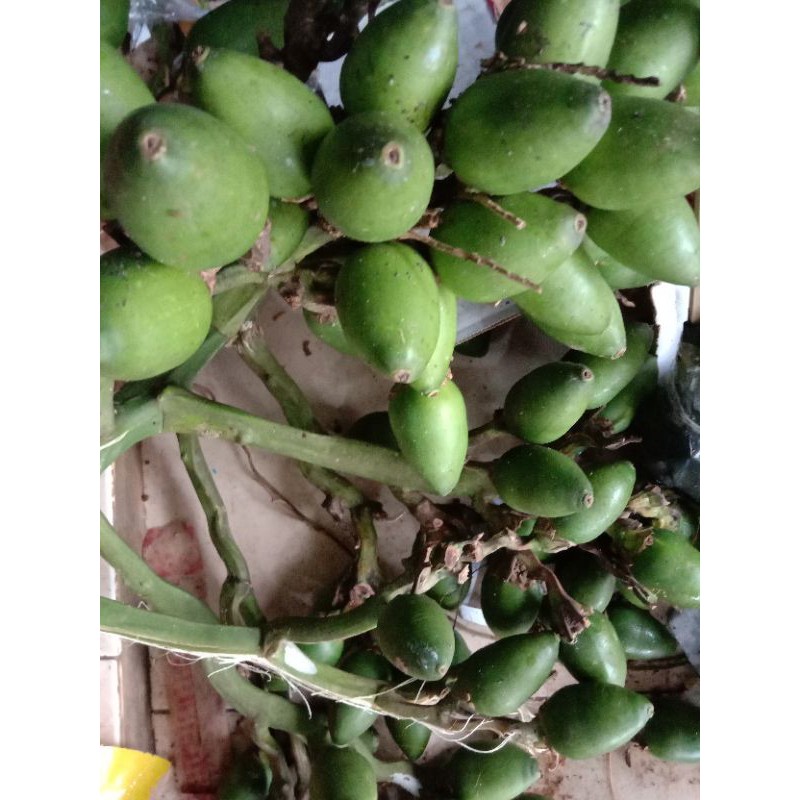 

buah pinang/ jame