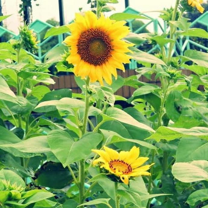 Anyar Tanaman Hias Bunga Matahari Bibit Pohon Bunga Matahari Sunflower Anjai Shopee Indonesia