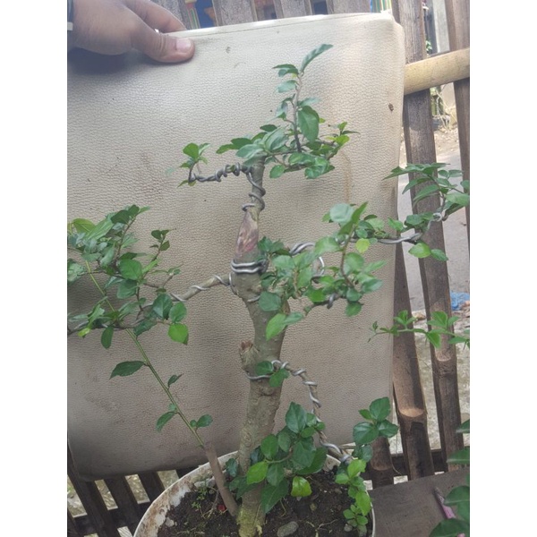 BAHAN BONSAI SERUT/STREBLUS ASPER SUPER UNIK REALPICT