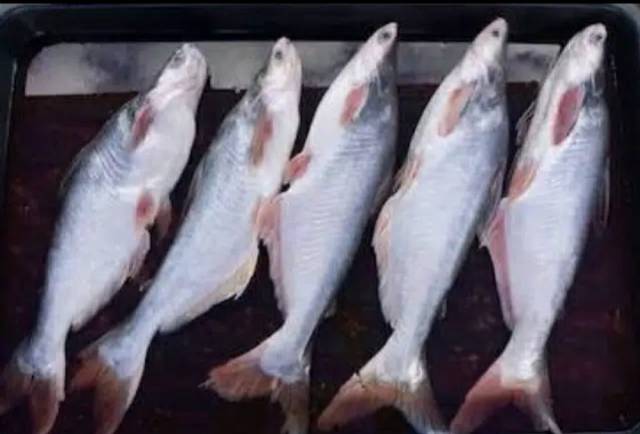 Ikan Patin / Nila Merah / Mas / Lele / Mujaer / Bawal / Gurame