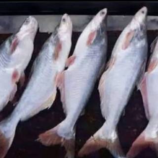 Ikan Patin / Nila Merah / Mas / Lele / Mujaer / Bawal / Gurame | Shopee