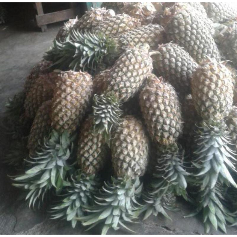 

NANAS PALEMBANG - 1 KG